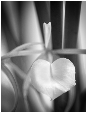 Orchid
