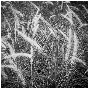 Grass