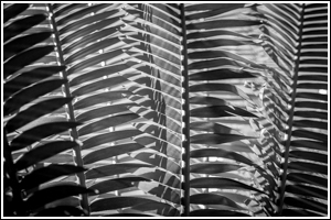 botanical
