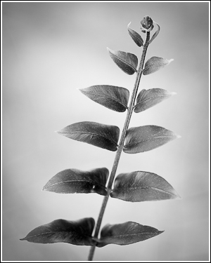 Fern